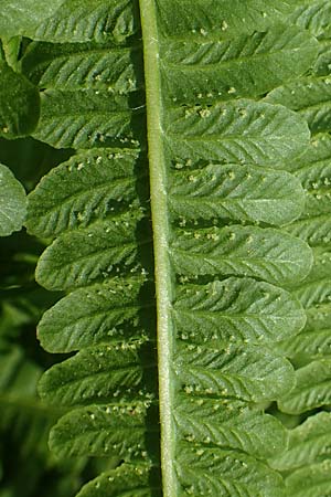 Oreopteris limbosperma \ Berg-Farn, Berg-Lappen-Farn / Sweet Mountain Fern, Lemon-Scented Fern, D Heidelberg 29.7.2016