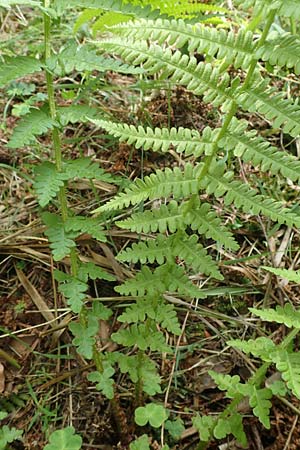 Oreopteris limbosperma \ Berg-Farn, Berg-Lappen-Farn / Sweet Mountain Fern, Lemon-Scented Fern, D Heidelberg 29.7.2016