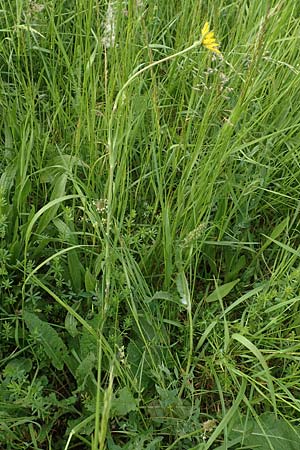 Tragopogon pratensis \ Gewhnlicher Wiesen-Bocksbart / Meadow Salsify, Goat's-Beard, D Biebesheim 13.5.2018