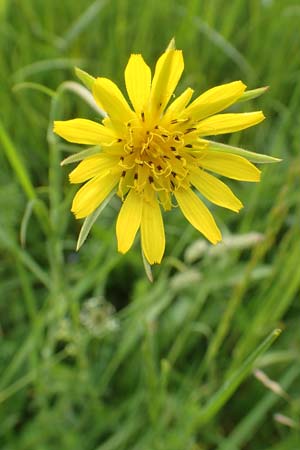 Tragopogon pratensis \ Gewhnlicher Wiesen-Bocksbart, D Biebesheim 13.5.2018