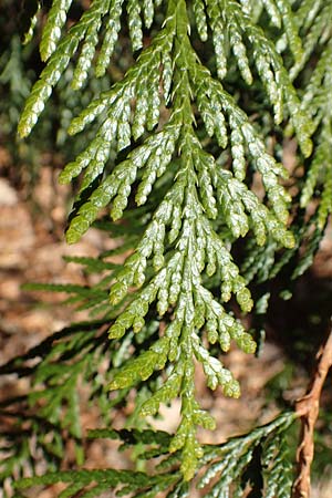 Thuja plicata \ Riesen-Lebensbaum / Western Red Cedar, Giant Western Arbor-Vitae, D Odenwald, Heiligkreuzsteinach 24.2.2019