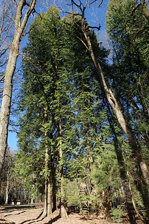 Thuja plicata \ Riesen-Lebensbaum, D Odenwald, Heiligkreuzsteinach 24.2.2019