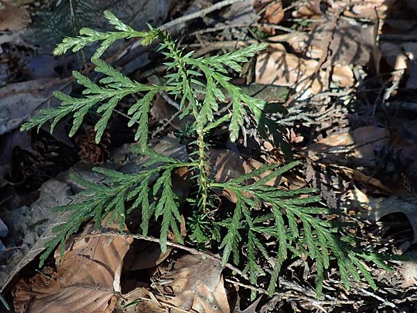 Thuja plicata \ Riesen-Lebensbaum, D Odenwald, Heiligkreuzsteinach 24.2.2019