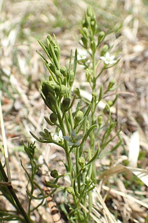 Thesium pyrenaicum \ Pyrenen-Bergflachs, Pyrenen-Leinblatt / Pyrenean Bastard Toadflax, D Mittenwald 2.5.2019