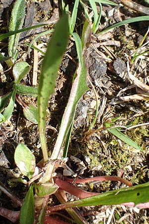 Taraxacum pauckertianum / Pauckert's Dandelion, D Lenggries 2.5.2019