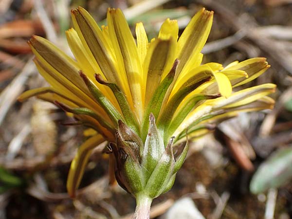 Taraxacum pauckertianum / Pauckert's Dandelion, D Lenggries 2.5.2019