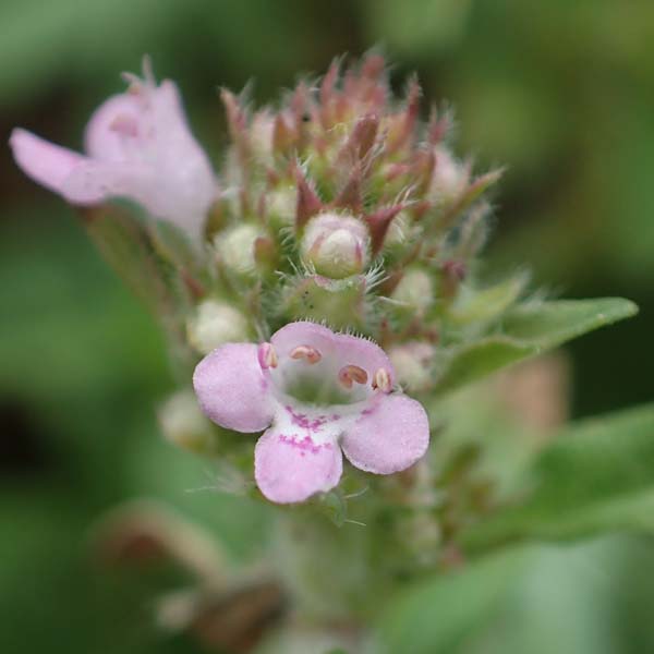 Thymus pannonicus \ Steppen-Thymian, D Ettlingen 13.9.2019