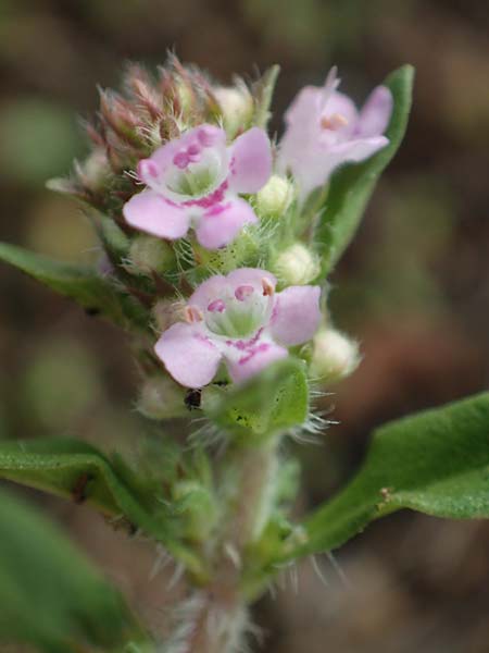 Thymus pannonicus \ Steppen-Thymian, D Ettlingen 13.9.2019