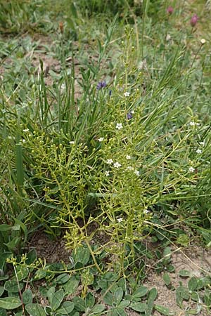 Thesium pyrenaicum \ Pyrenen-Bergflachs, Pyrenen-Leinblatt / Pyrenean Bastard Toadflax, D Schwarzwald/Black-Forest, Schiltach 22.5.2020