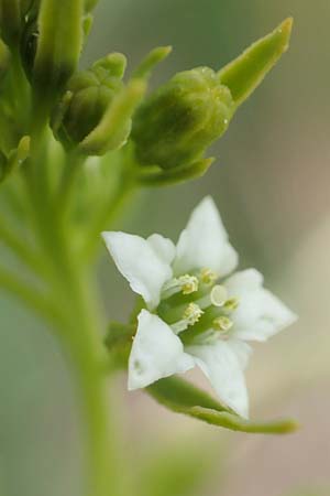 Thesium pyrenaicum \ Pyrenen-Bergflachs, Pyrenen-Leinblatt, D Schwarzwald, Schiltach 22.5.2020