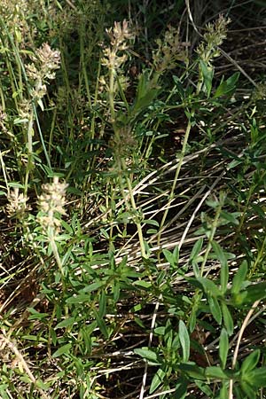 Thymus pannonicus \ Steppen-Thymian / Eurasian Thyme, D Odenwald, Mörlenbach 24.6.2020