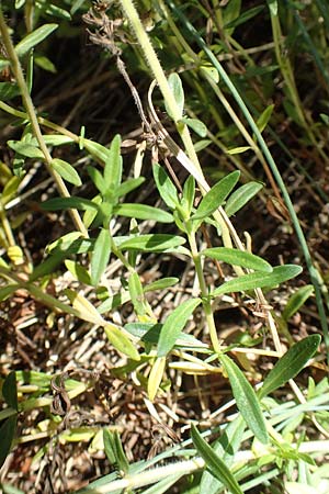 Thymus pannonicus \ Steppen-Thymian / Eurasian Thyme, D Odenwald, Mörlenbach 24.6.2020