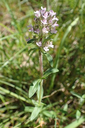 Thymus pannonicus \ Steppen-Thymian, D Odenwald, Mörlenbach 24.6.2020