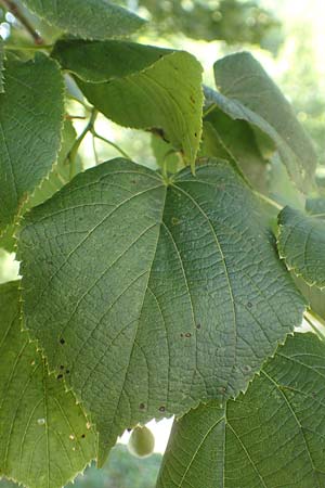 Tilia platyphyllos \ Sommer-Linde / Broad-Leaved Lime, D Schwarzwald/Black-Forest, Zell am Harmersbach - Kirnbach 21.7.2020