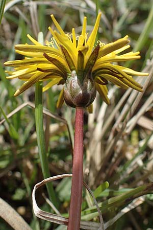 Taraxacum pauckertianum / Pauckert's Dandelion, D Kehl 17.4.2021