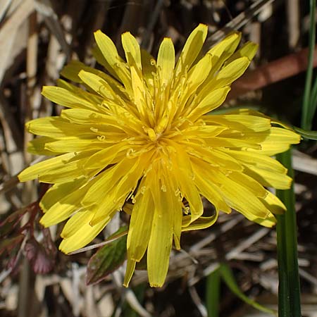 Taraxacum pauckertianum \ Pauckerts Lwenzahn / Pauckert's Dandelion, D Kehl 17.4.2021