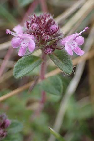 Thymus pulegioides subsp. carniolicus / Krain Thyme, D Sachsen-Anhalt, Könnern 11.6.2022