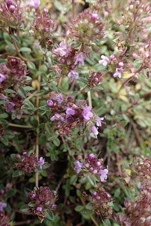 Thymus pulegioides \ Arznei-Thymian, Gemeiner Thymian, D Soest 20.6.2022