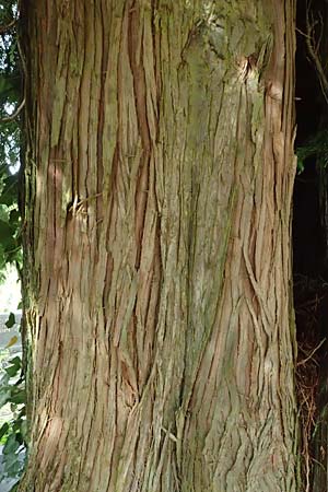 Thuja plicata \ Riesen-Lebensbaum / Western Red Cedar, Giant Western Arbor-Vitae, D Monschau 28.7.2023