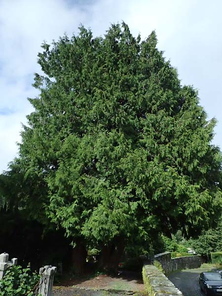 Thuja plicata \ Riesen-Lebensbaum / Western Red Cedar, Giant Western Arbor-Vitae, D Monschau 28.7.2023