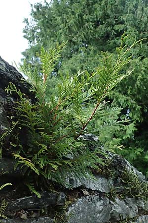 Thuja plicata \ Riesen-Lebensbaum / Western Red Cedar, Giant Western Arbor-Vitae, D Monschau 28.7.2023