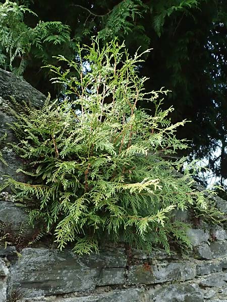 Thuja plicata / Western Red Cedar, Giant Western Arbor-Vitae, D Monschau 28.7.2023