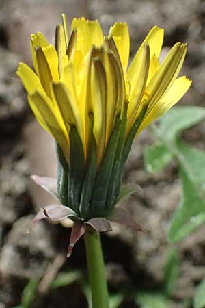 Taraxacum plumbeum / Franconian Lesser Dandelion, D Mannheim 7.4.2024