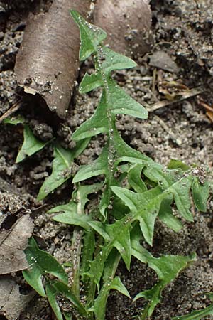 Taraxacum plumbeum / Franconian Lesser Dandelion, D Mannheim 7.4.2024