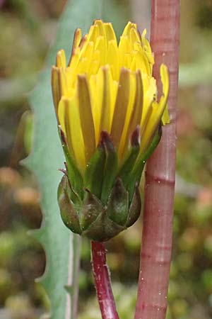 Taraxacum pollichii \ Pollichs Lwenzahn / Pollich's Dandelion, D  8.4.2024