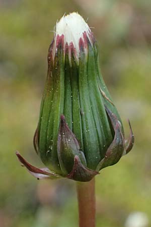 Taraxacum pollichii \ Pollichs Lwenzahn, D  8.4.2024