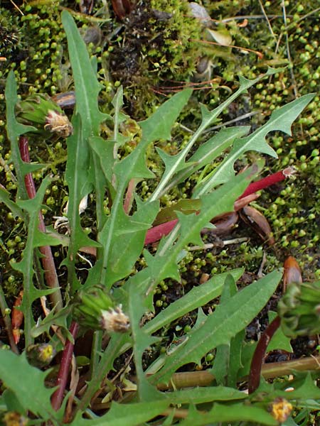 Taraxacum pollichii \ Pollichs Lwenzahn / Pollich's Dandelion, D  8.4.2024