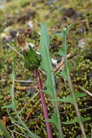 Taraxacum pollichii \ Pollichs Lwenzahn, D  8.4.2024