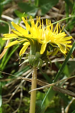 Taraxacum plumbeum / Franconian Lesser Dandelion, D Karlsruhe 8.4.2024