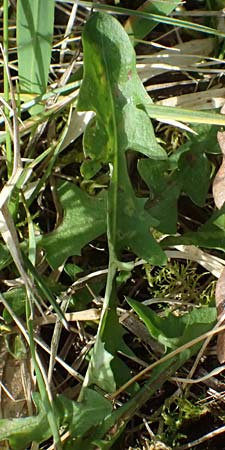 Taraxacum plumbeum / Franconian Lesser Dandelion, D Karlsruhe 8.4.2024