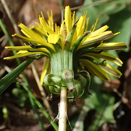 Taraxacum plumbeum \ Frnkischer Schwielen-Lwenzahn / Franconian Lesser Dandelion, D Karlsruhe 8.4.2024