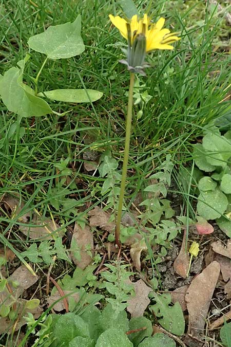 Taraxacum plumbeum \ Frnkischer Schwielen-Lwenzahn / Franconian Lesser Dandelion, D Hockenheim 8.4.2024