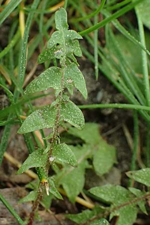 Taraxacum plumbeum / Franconian Lesser Dandelion, D Hockenheim 8.4.2024