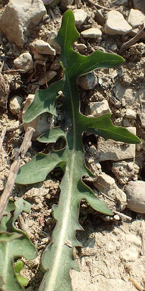 Taraxacum quadrangulum \ Blulichblttriger Lwenzahn / Bluish-Leaved Dandelion, D Werbach 8.4.2017