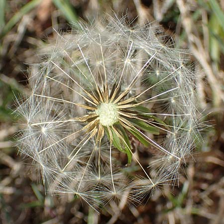 Taraxacum multilepis / Many-Scaled Marsh Dandelion, D Konstanz 24.4.2018