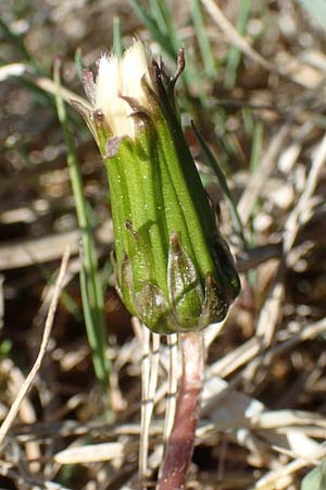 Taraxacum multilepis \ Reichschuppiger Sumpf-Lwenzahn / Many-Scaled Marsh Dandelion, D Konstanz 24.4.2018