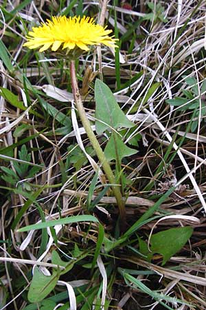 Taraxacum rutilum \ Rotgestreifter Lwenzahn / Red-Striped Dandelion, D Münzenberg 25.4.2015