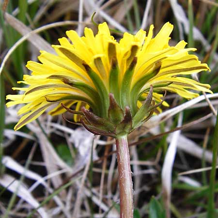 Taraxacum rutilum \ Rotgestreifter Lwenzahn / Red-Striped Dandelion, D Münzenberg 25.4.2015