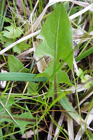 Taraxacum rutilum \ Rotgestreifter Lwenzahn, D Münzenberg 25.4.2015