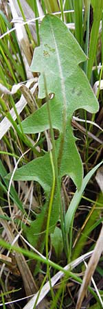 Taraxacum rutilum \ Rotgestreifter Lwenzahn / Red-Striped Dandelion, D Münzenberg 25.4.2015