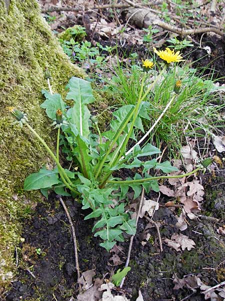 Taraxacum ekmanii ? / Ekman's Dandelion, D Offenbach am Main 2.5.2015