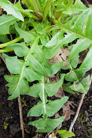 Taraxacum ekmanii ? / Ekman's Dandelion, D Offenbach am Main 2.5.2015