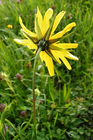 Tragopogon pratensis \ Gewhnlicher Wiesen-Bocksbart / Meadow Salsify, Goat's-Beard, D Wurmlingen 3.6.2015