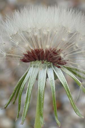 Taraxacum lacistophyllum / Cut-Leaved Dandelion, D Walldorf 26.4.2018