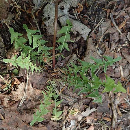 Taraxacum tortilobum / Twisted-Lobed Dandelion, D Mannheim 1.5.2018