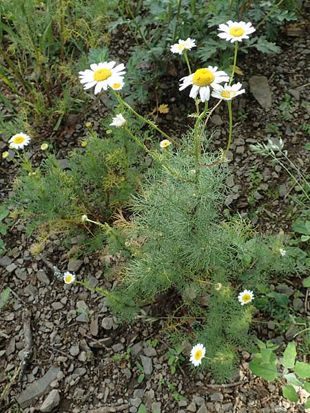 Tripleurospermum perforatum \ Geruchlose Kamille / Scentless Mayweed, D Gladenbach 22.6.2020